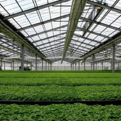 Green Houses